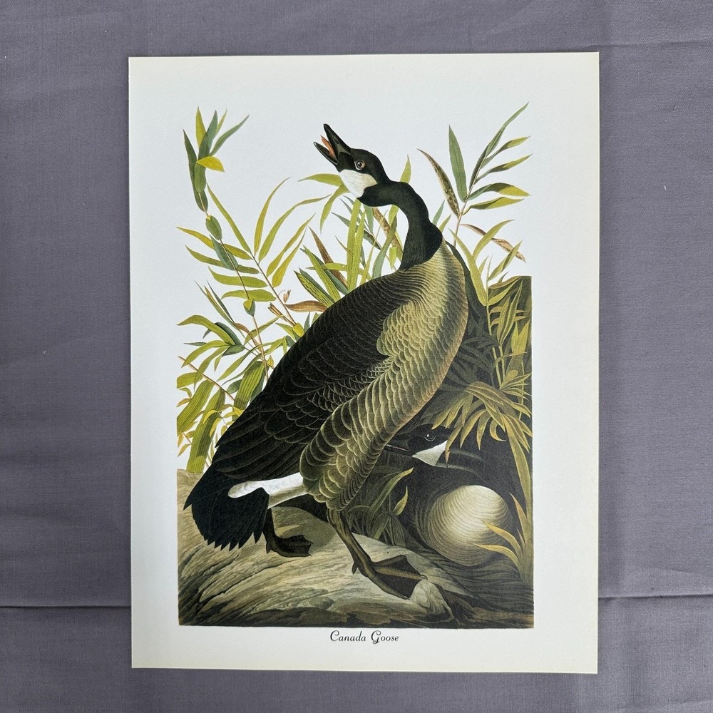 1950 Vintage Print Canada Goose  American Bird Art Illustration Audubon 8x11